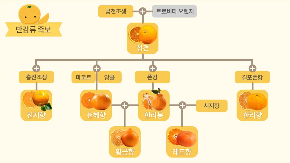 제주 감귤 품종들