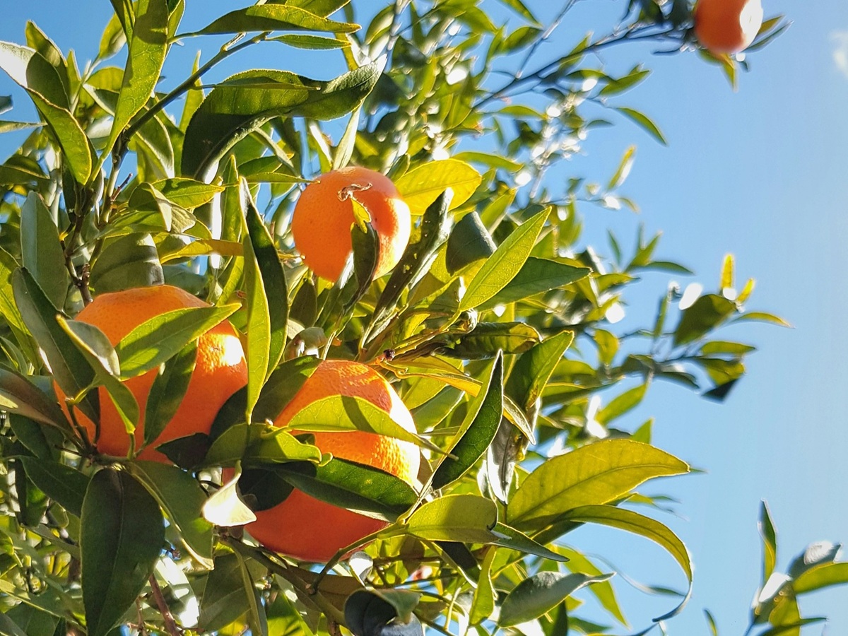 제주시트러스랩스 매거진을 시작합니다