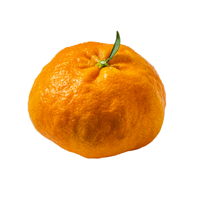 감귤이요? 제주 토종 아닌데요.